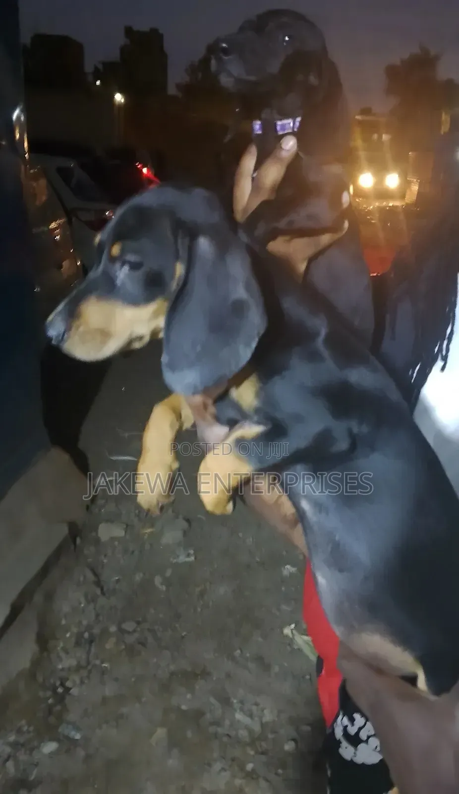 1-3 months Male Purebred Dachshund