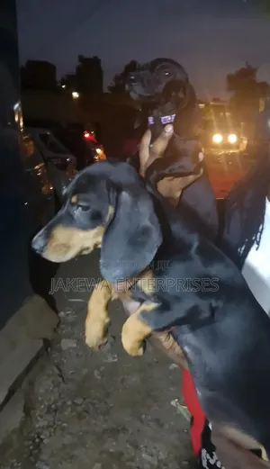 1-3 months Male Purebred Dachshund