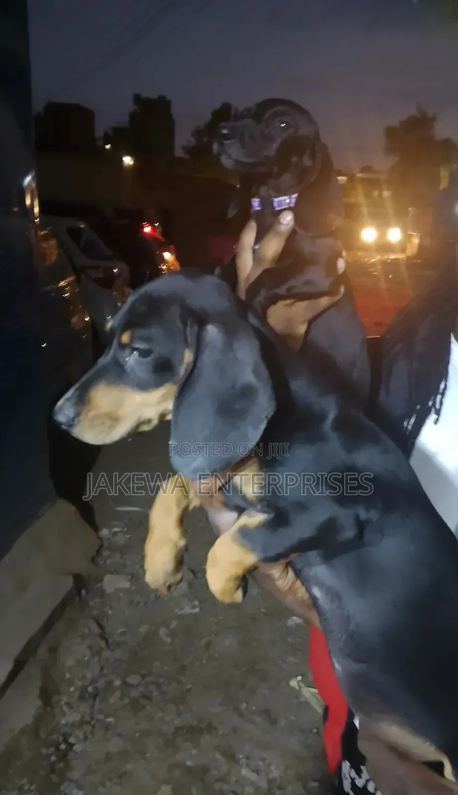 1-3 months Male Purebred Dachshund