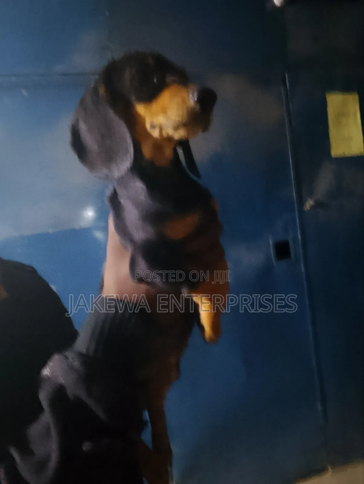 1-3 months Male Purebred Dachshund