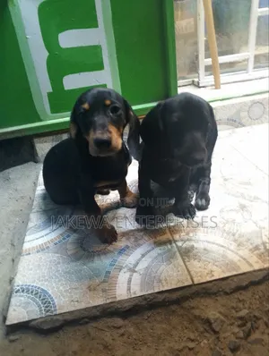 1-3 months Male Purebred Dachshund