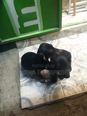 1-3 months Male Purebred Dachshund