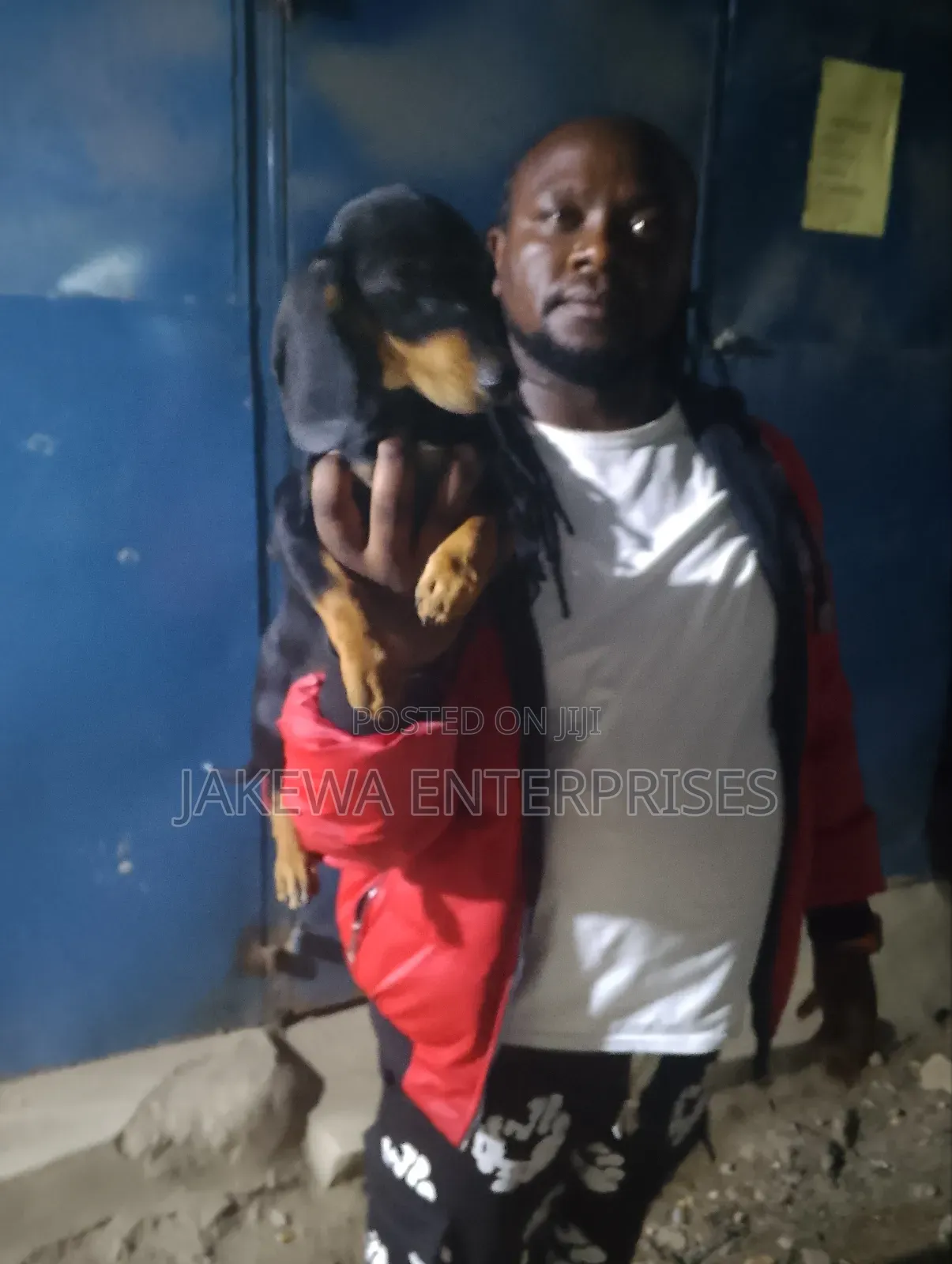 1-3 months Male Purebred Dachshund