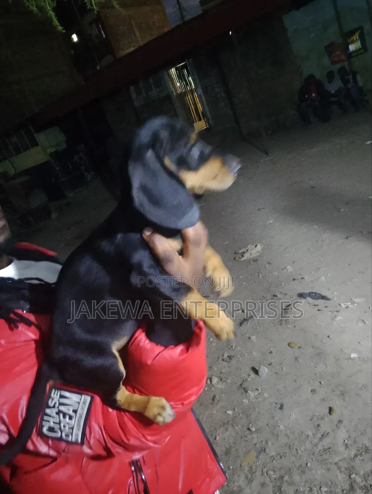1-3 months Male Purebred Dachshund