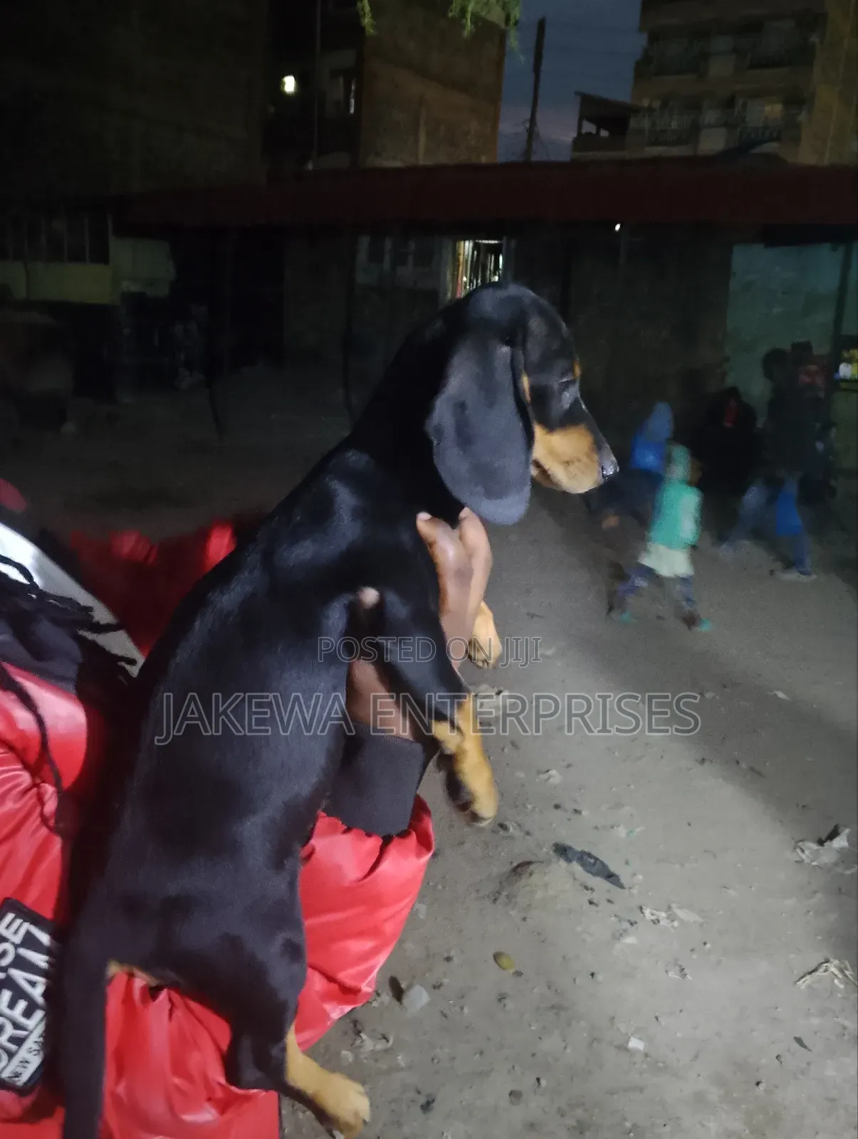 1-3 months Male Purebred Dachshund
