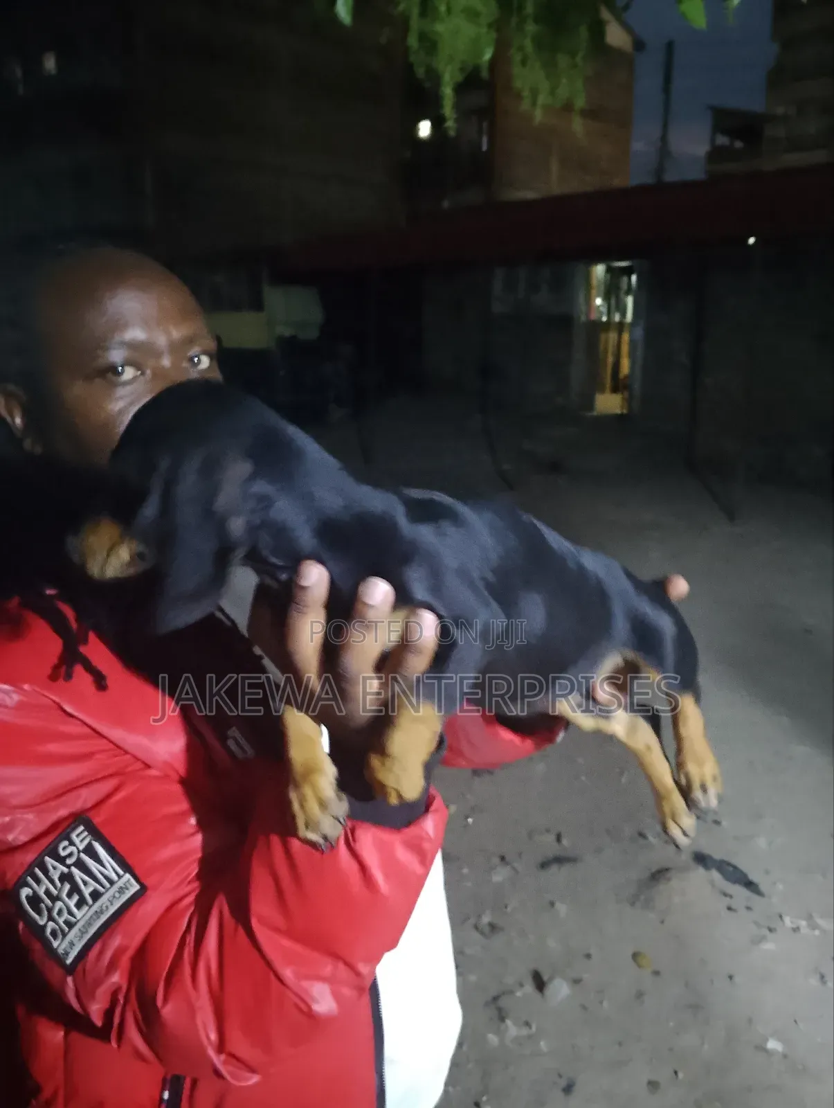 1-3 months Male Purebred Dachshund