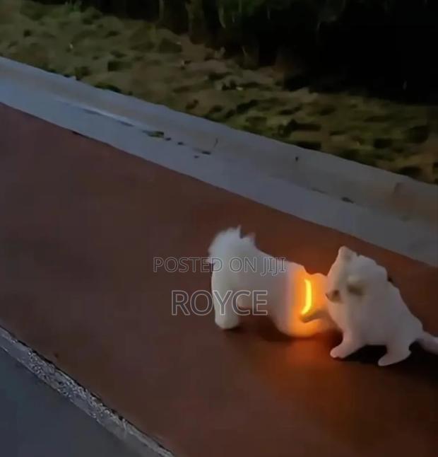 Rechargeable Light Up Pet Collars - thumbnail 4