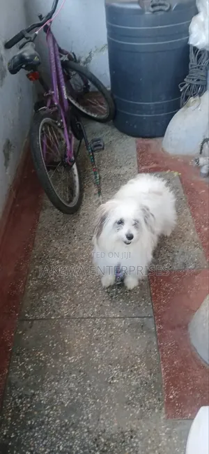1-3 months Female Purebred Havanese