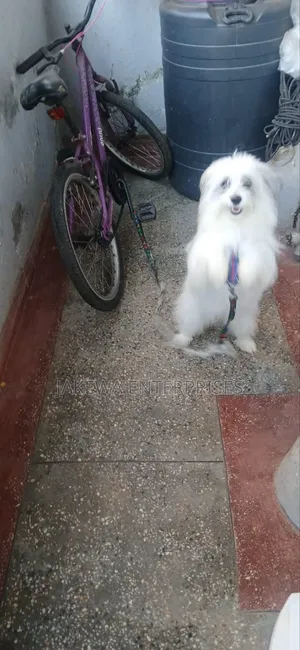 1-3 months Female Purebred Havanese