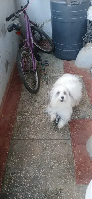 1-3 months Female Purebred Havanese
