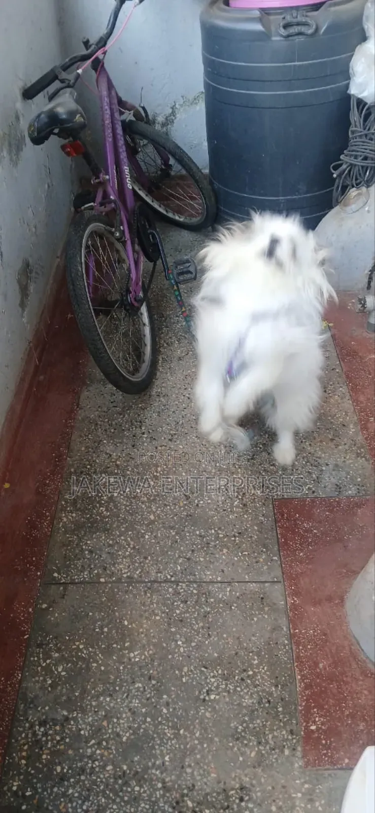 1-3 months Female Purebred Havanese