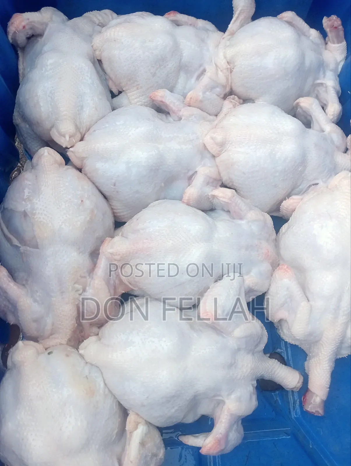 Broiler Chicken