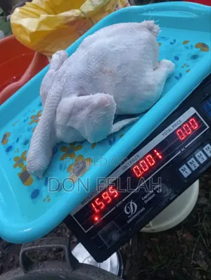 Broiler Chicken
