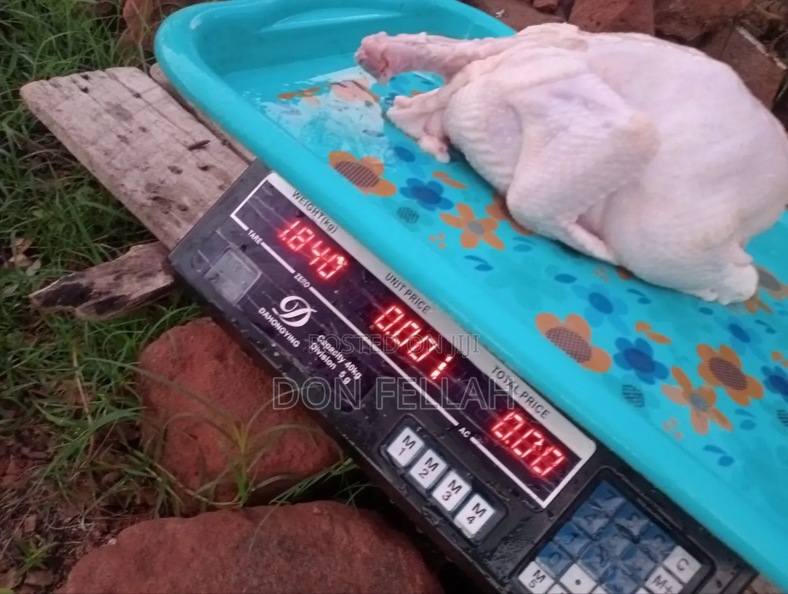 Broiler Chicken