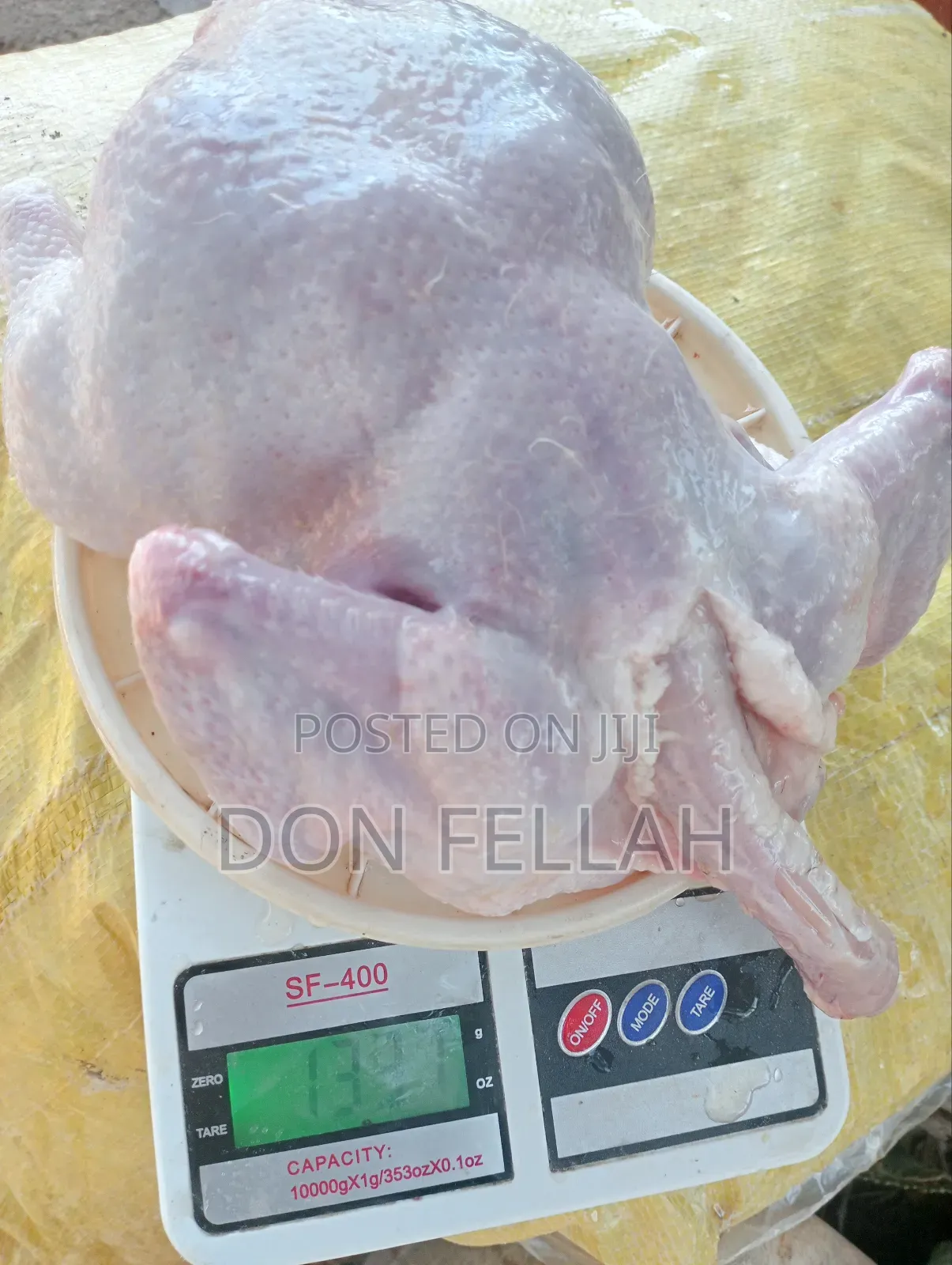 Broiler Chicken