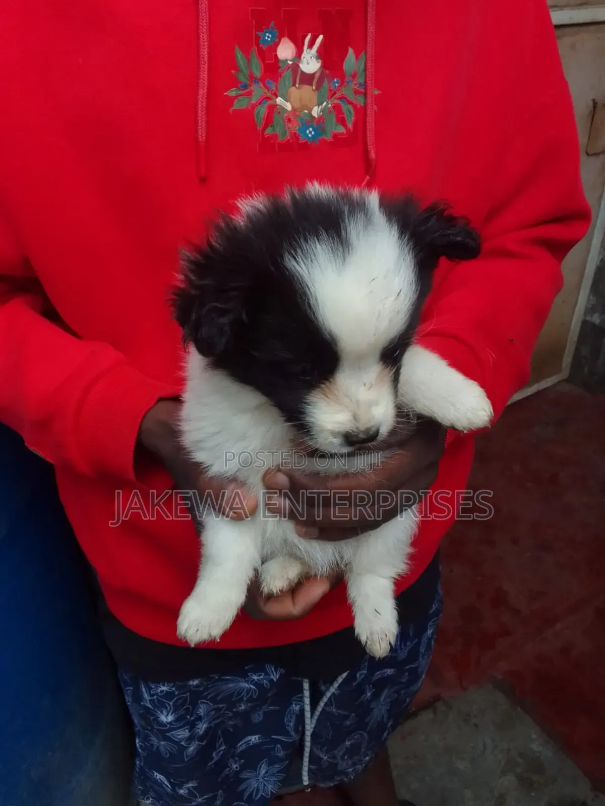 1-3 months Male Purebred Japanese Spitz