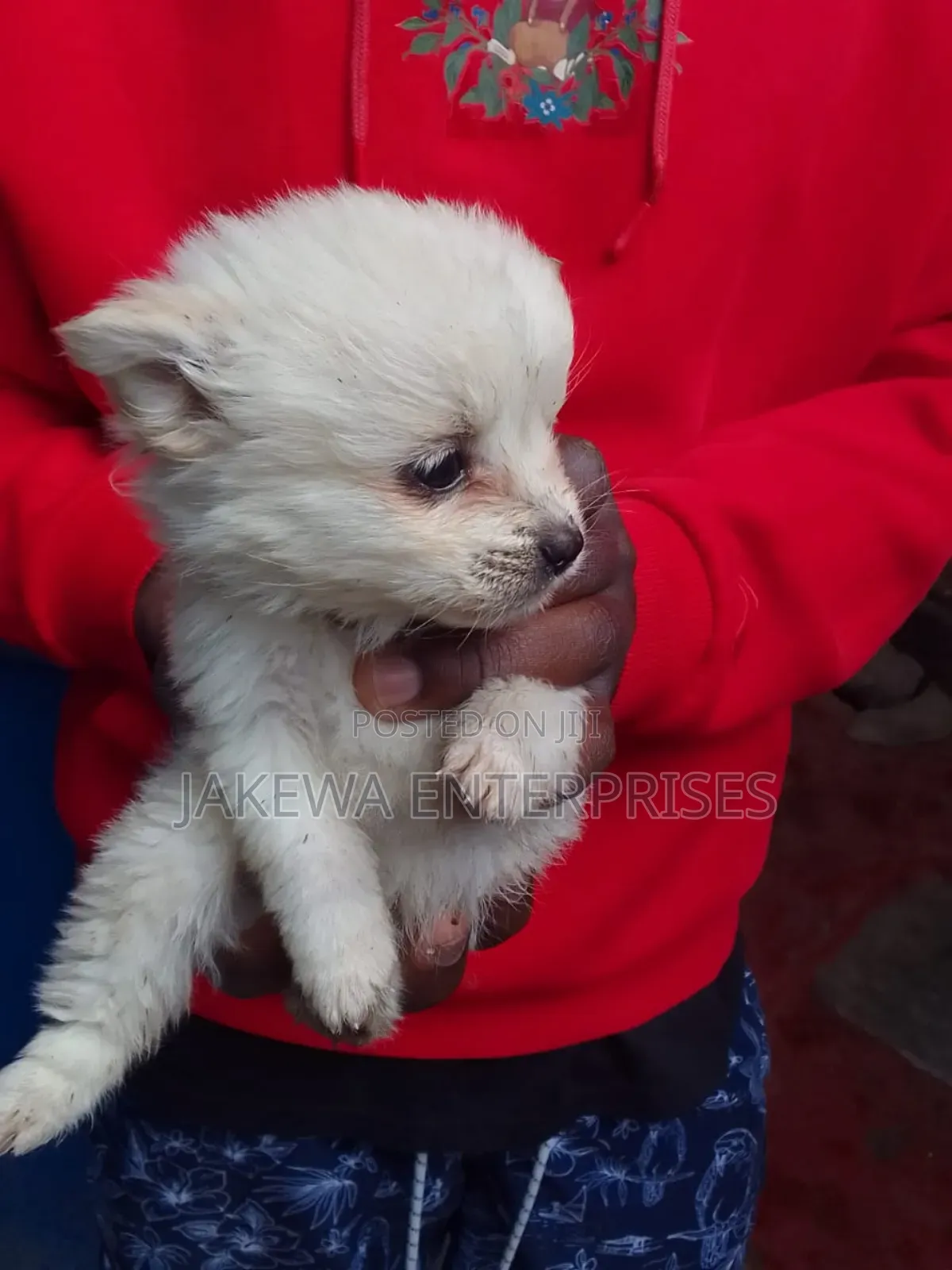 1-3 months Female Purebred Japanese Spitz
