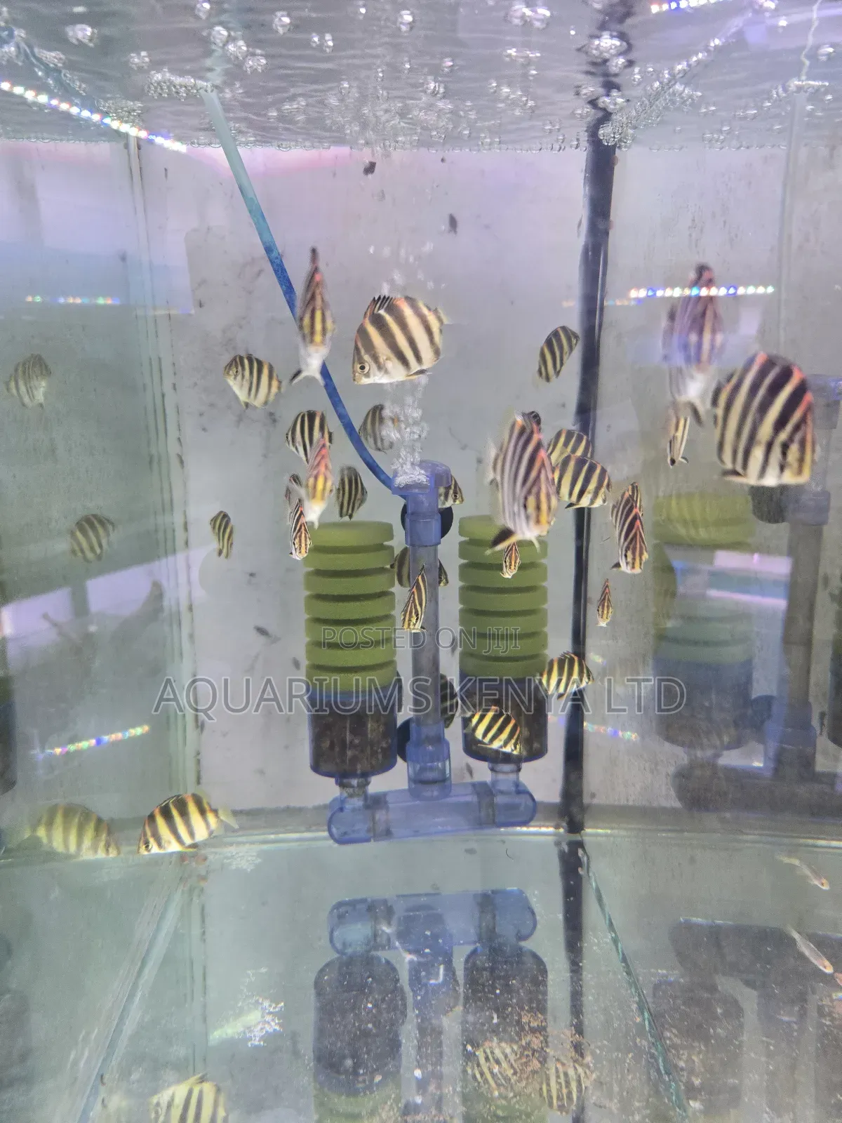 Scat Fish _ Brackish Water Beauty