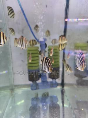 Spotted Scat or Argus Aquarium Fish - thumbnail 2