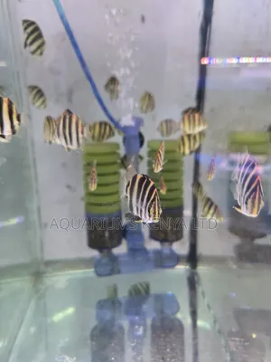 Spotted Scat or Argus Aquarium Fish