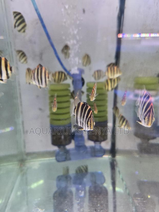 Spotted Scat or Argus Aquarium Fish - main view