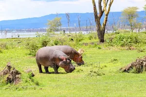 3 Days Nairobi $ Naivasha Escape