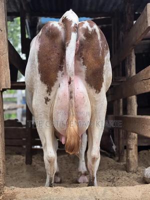 Red Friesian Githunguri - thumbnail 2