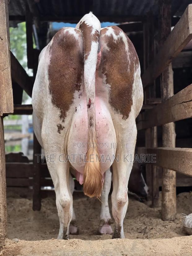 Red Friesian Githunguri - main view