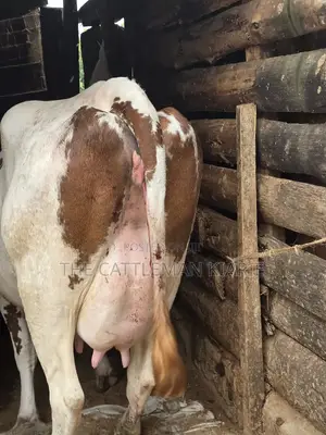 Red Friesian Githunguri