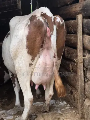 Red Friesian Githunguri