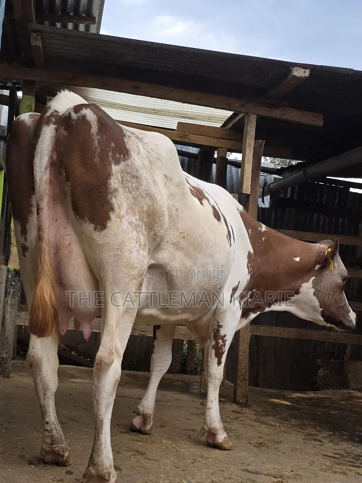 Red Friesian Githunguri