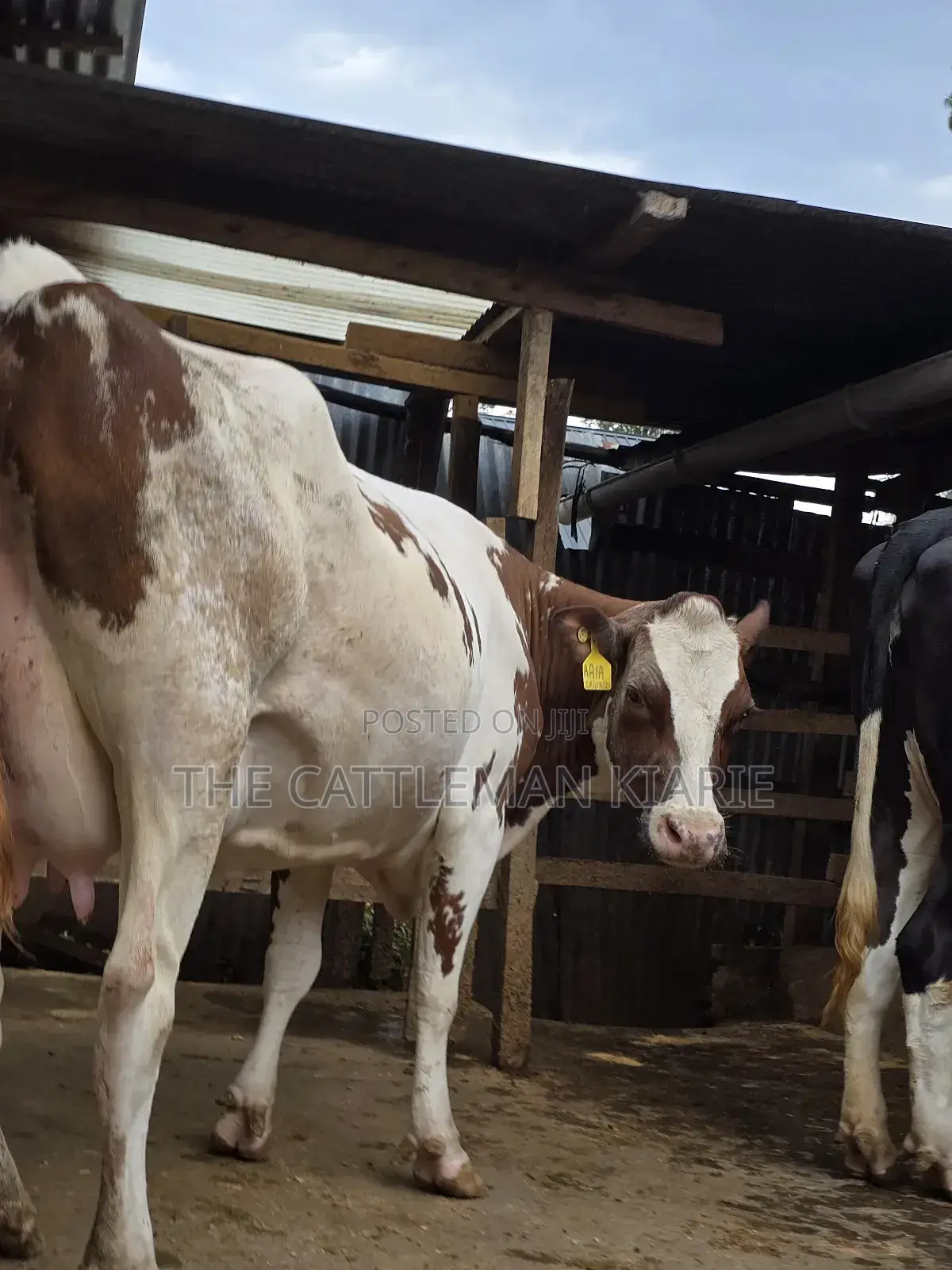Red Friesian Githunguri