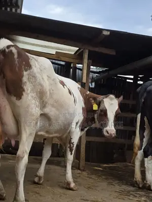 Red Friesian Githunguri