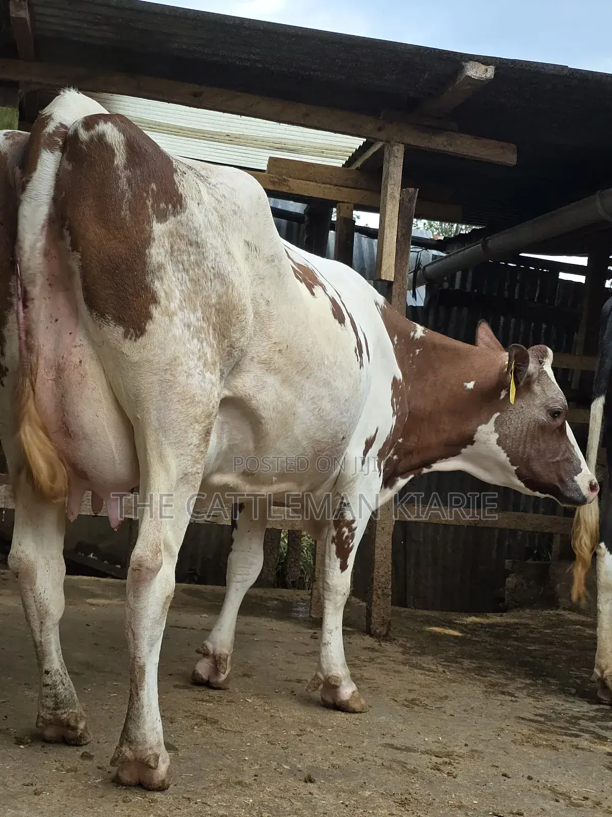 Red Friesian Githunguri