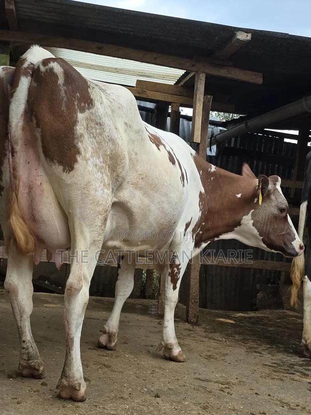 Red Friesian Githunguri - thumbnail 7