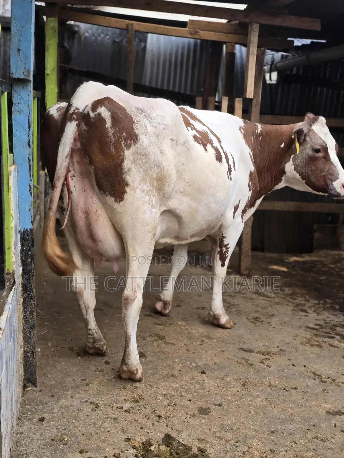 Red Friesian Githunguri