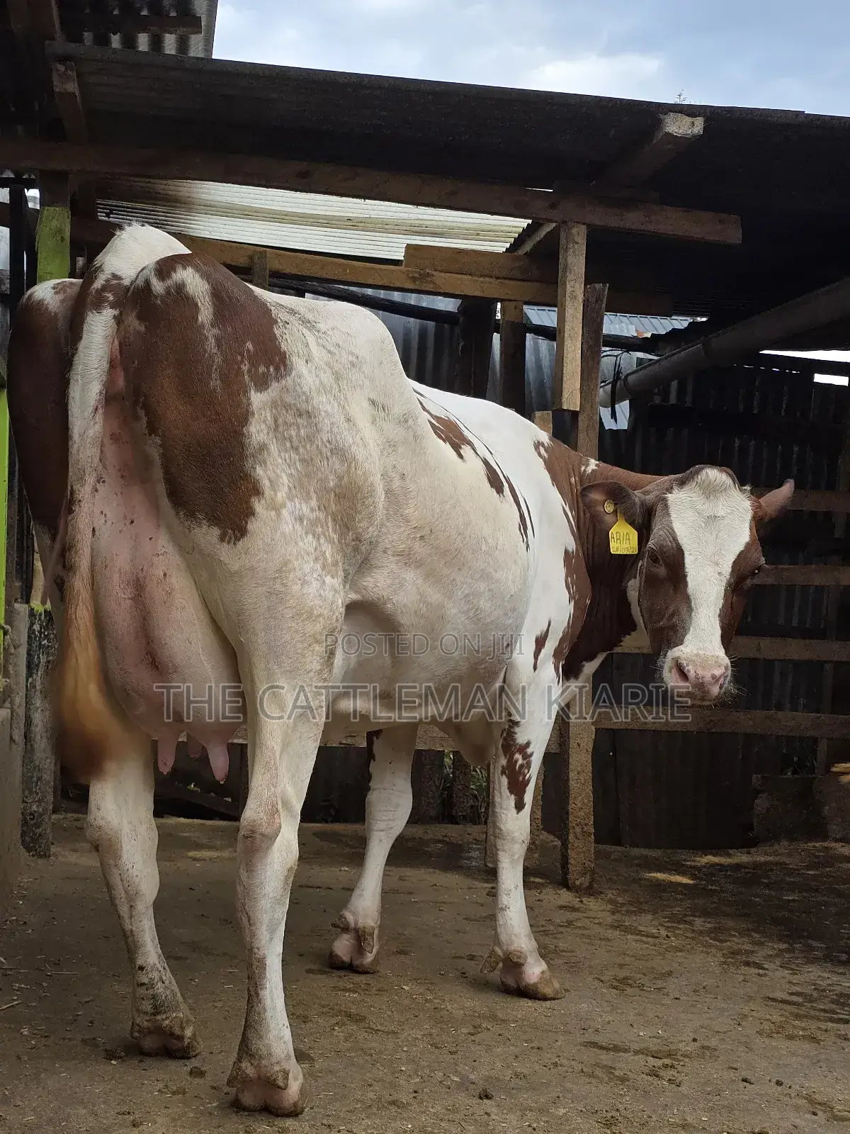 Red Friesian Githunguri