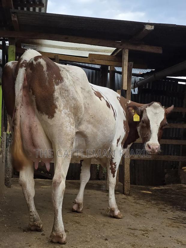 Red Friesian Githunguri - thumbnail 9