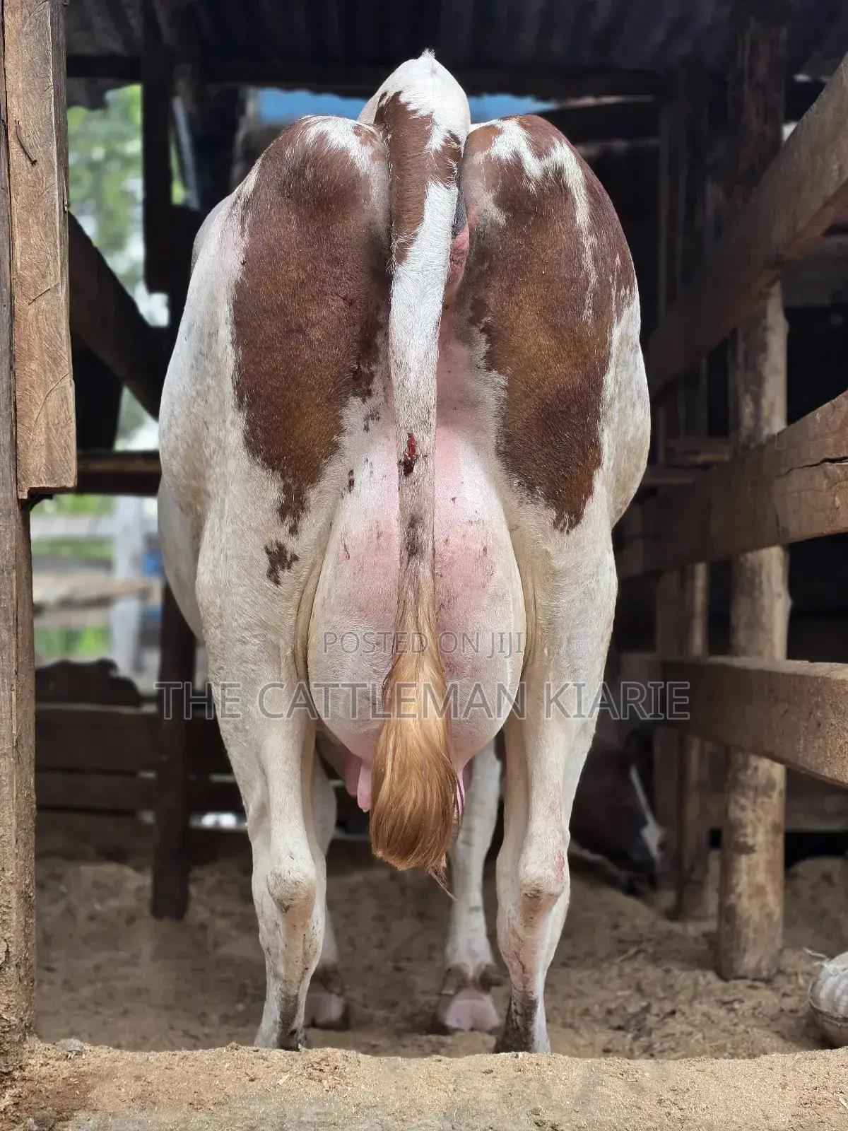 Red Friesian Githunguri