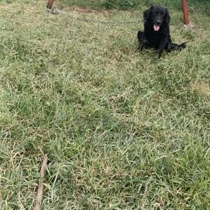 6-12 months Female Purebred Cocker Spaniel - thumbnail 2