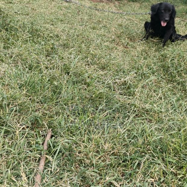 6-12 months Female Purebred Cocker Spaniel - thumbnail 3