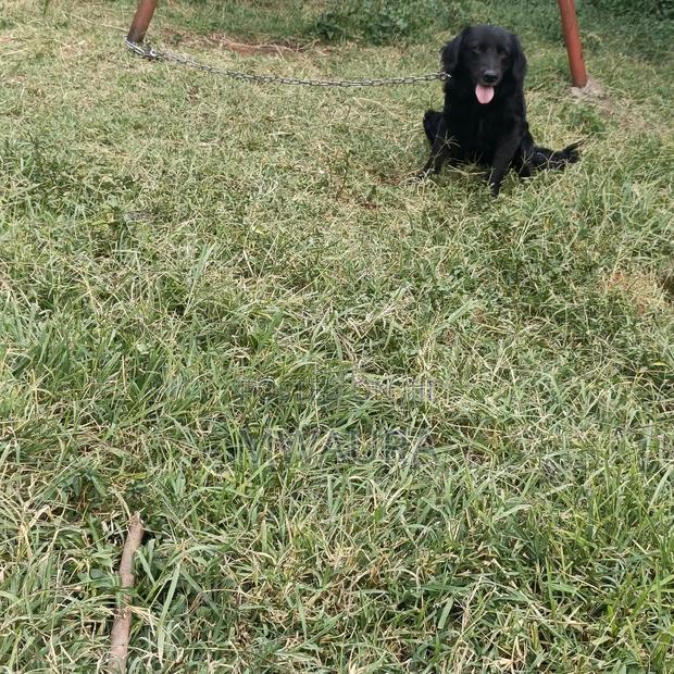 6-12 months Female Purebred Cocker Spaniel - thumbnail 4