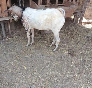 Healthy Male Goat. Good for Breeding or Meat - main view