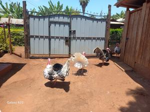 Mature Male Turkey - main view