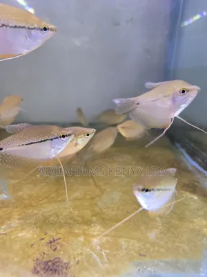Pearl Gourami (Trichopodus Leerii) – Elegant Aquarium Community Fish