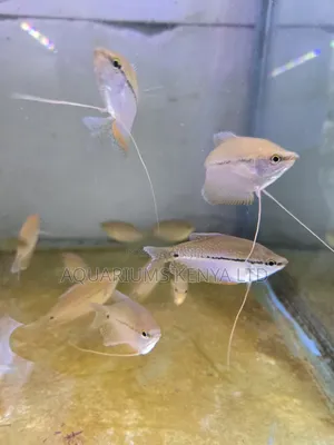 Pearl Gourami – The Jewel of Freshwater Aquariums
