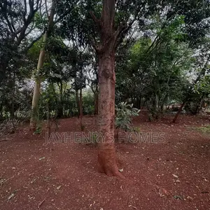 Half Acre Plot for Sale in Njathaini Road,Off Kiambu Rd at Kes 30m