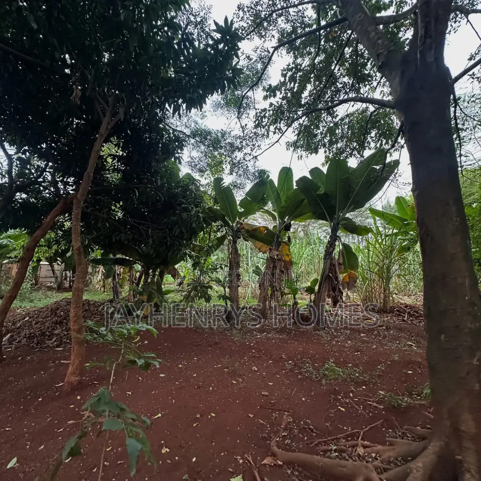 Half Acre Plot for Sale in Njathaini Road,Off Kiambu Rd at Kes 30m