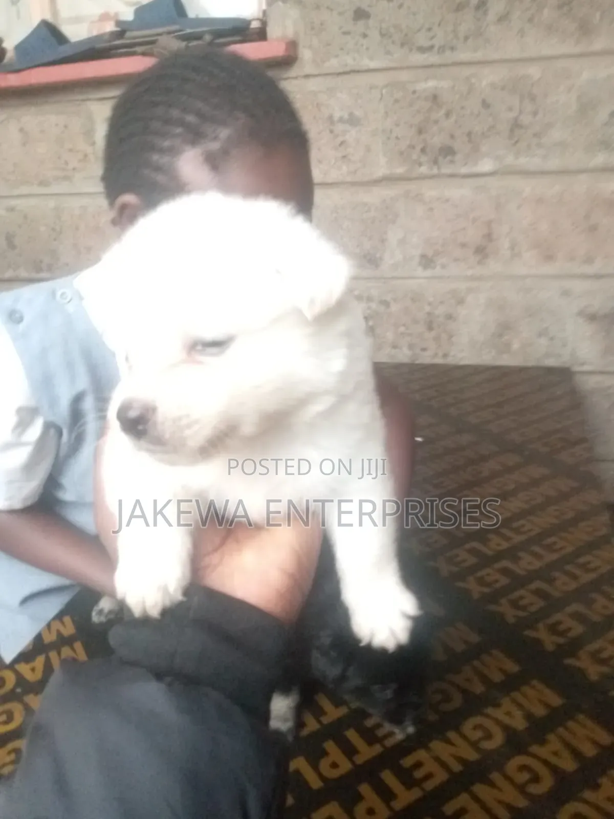 1-3 months Male Purebred Japanese Spitz