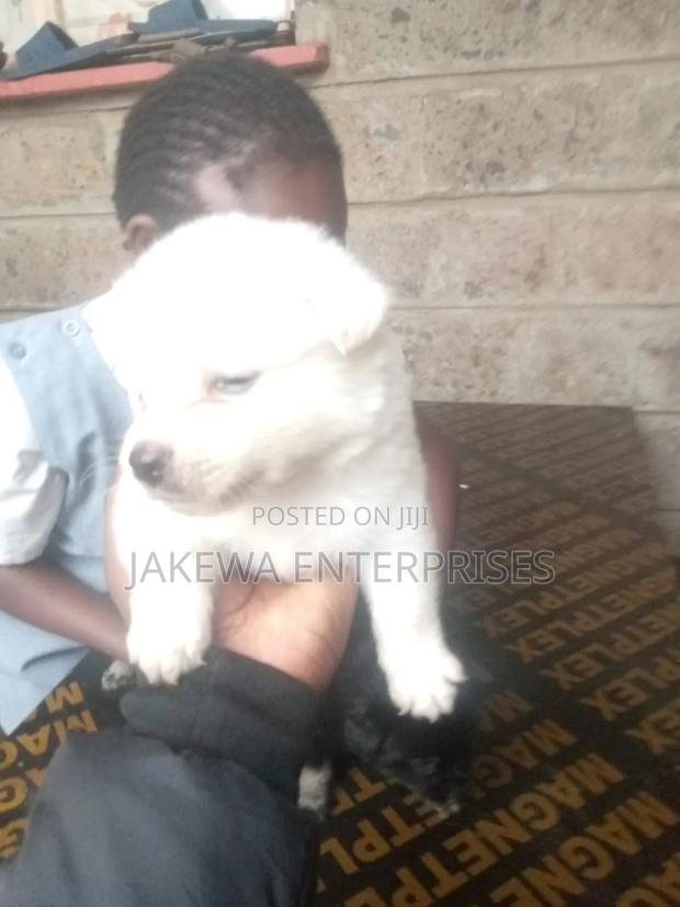 1-3 months Male Purebred Japanese Spitz
